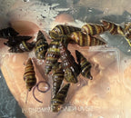 Assassin Snail (Clea Helena) - Freshwater Pest Control