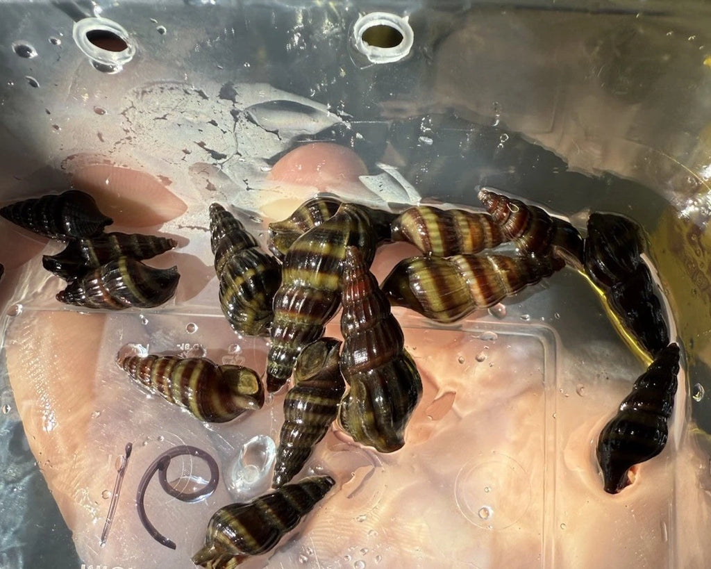 Assassin Snail (Clea Helena) - Freshwater Pest Control