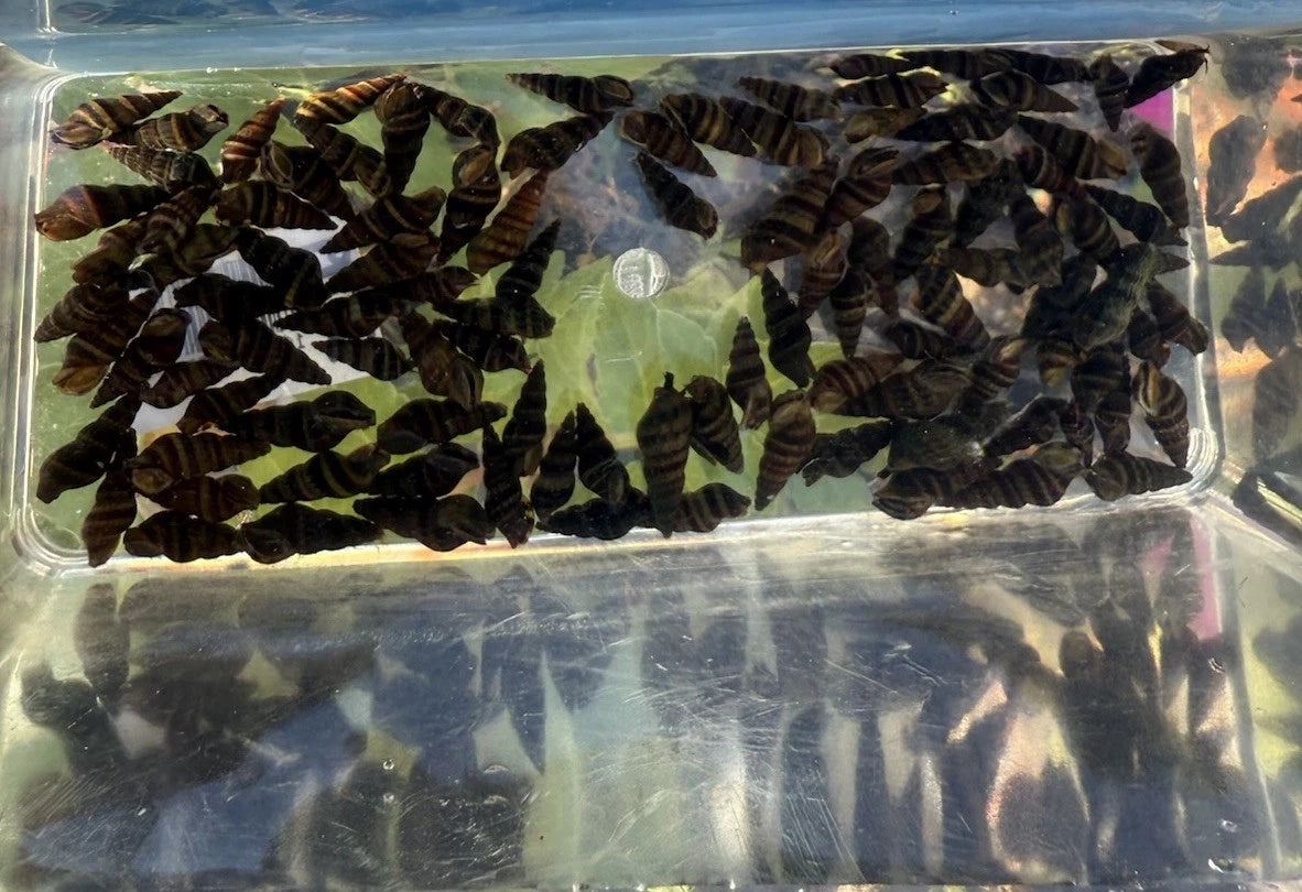 Assassin Snail (Clea Helena) - Freshwater Pest Control
