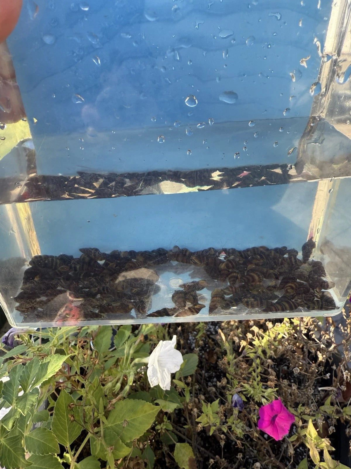 Assassin Snail (Clea Helena) - Freshwater Pest Control