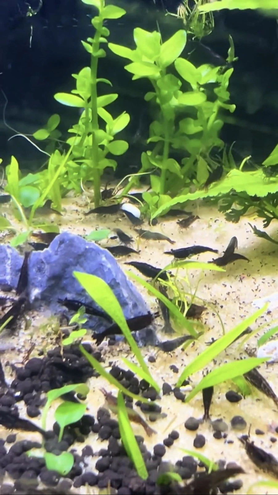 Chocolate (Black Rose) Shrimp