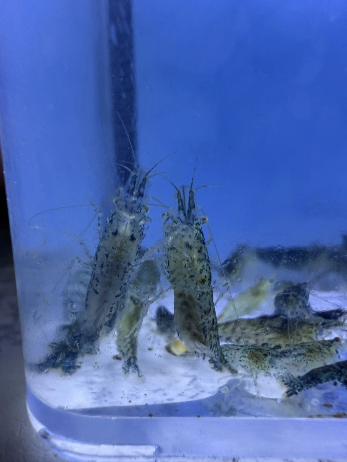 Blue Star Shrimp