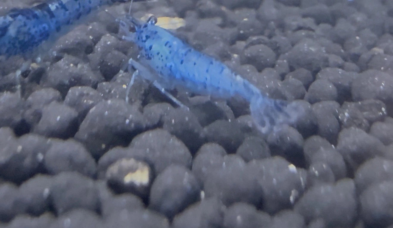 Blue Velvet Shrimp