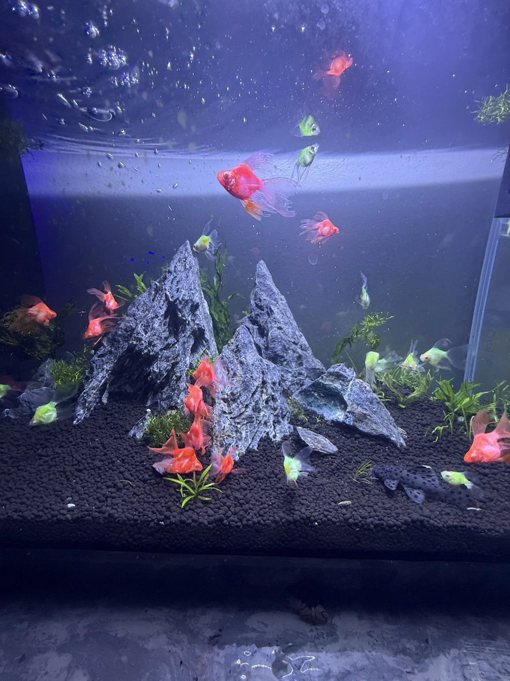 Longfin Candy Apple Barb