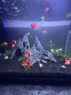 Longfin Candy Apple Barb