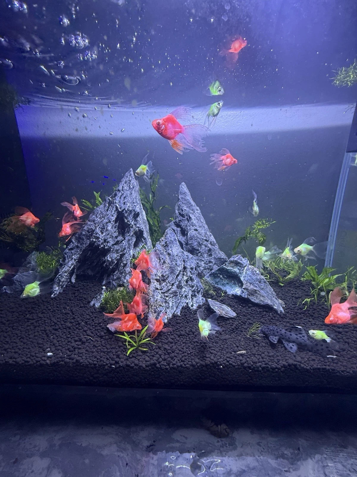 Longfin Candy Apple Barb