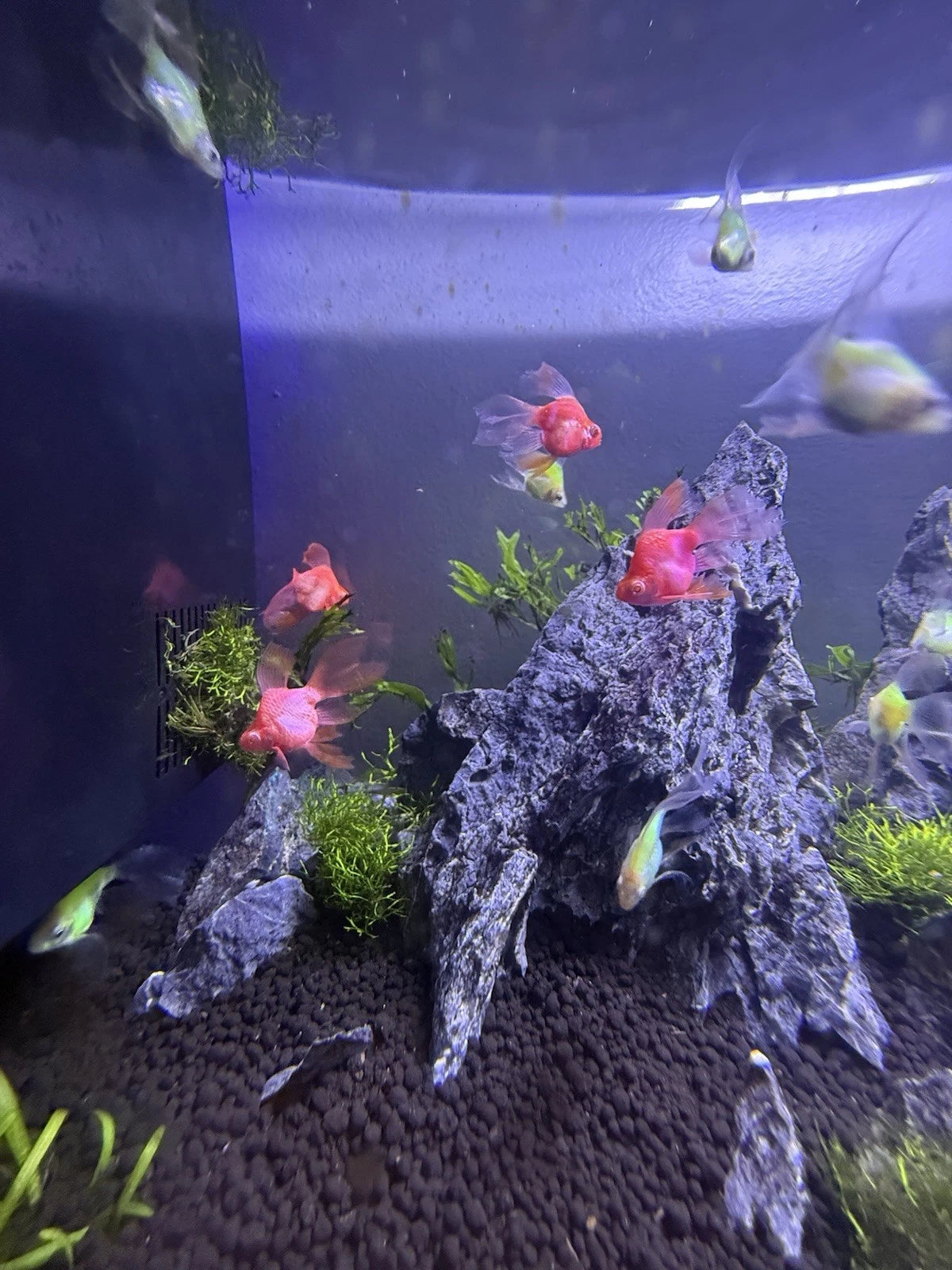 Longfin Candy Apple Barb