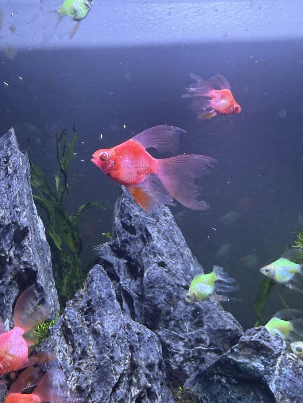 Longfin Candy Apple Barb