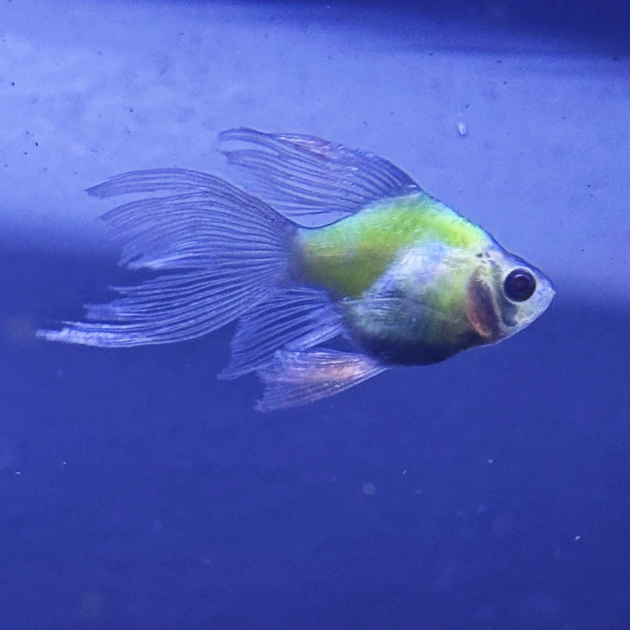 Longfin Candy Apple Barb