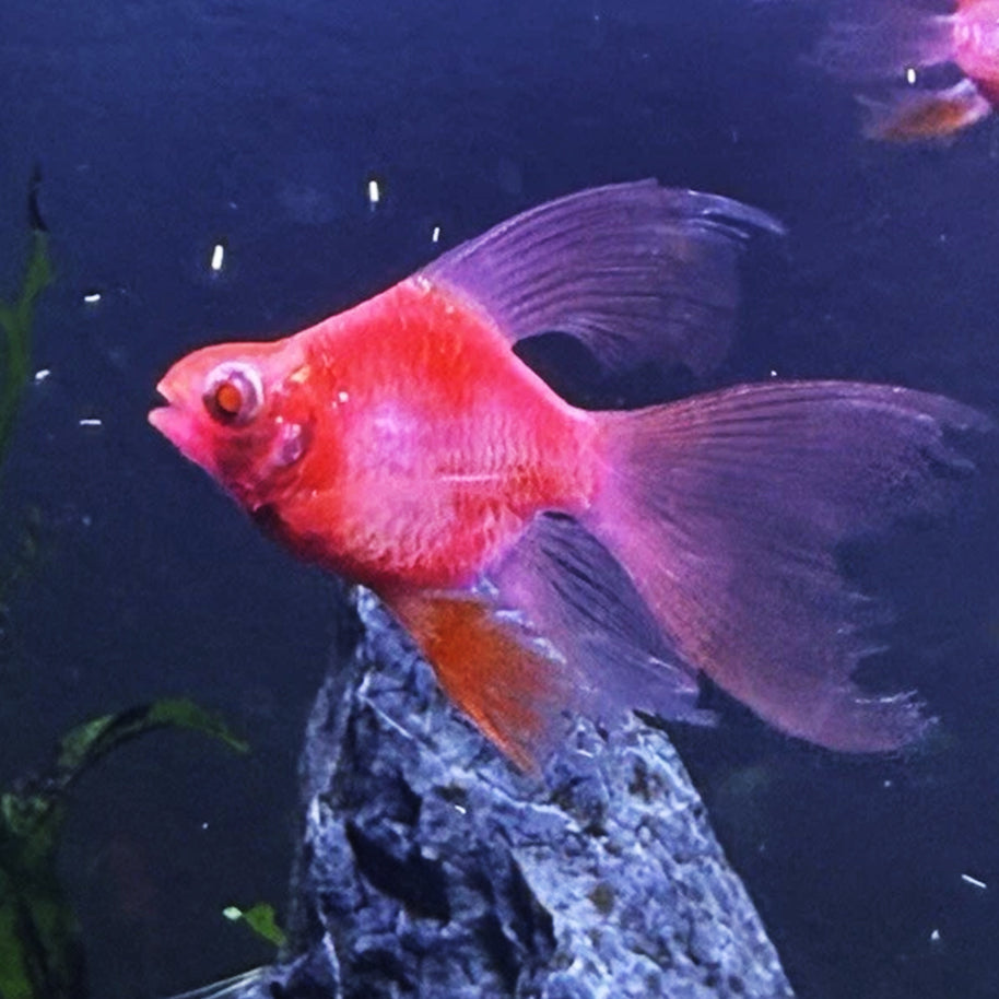 Longfin Candy Apple Barb