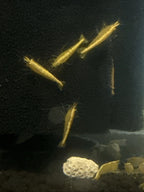 Yellow Goldenback Shrimp