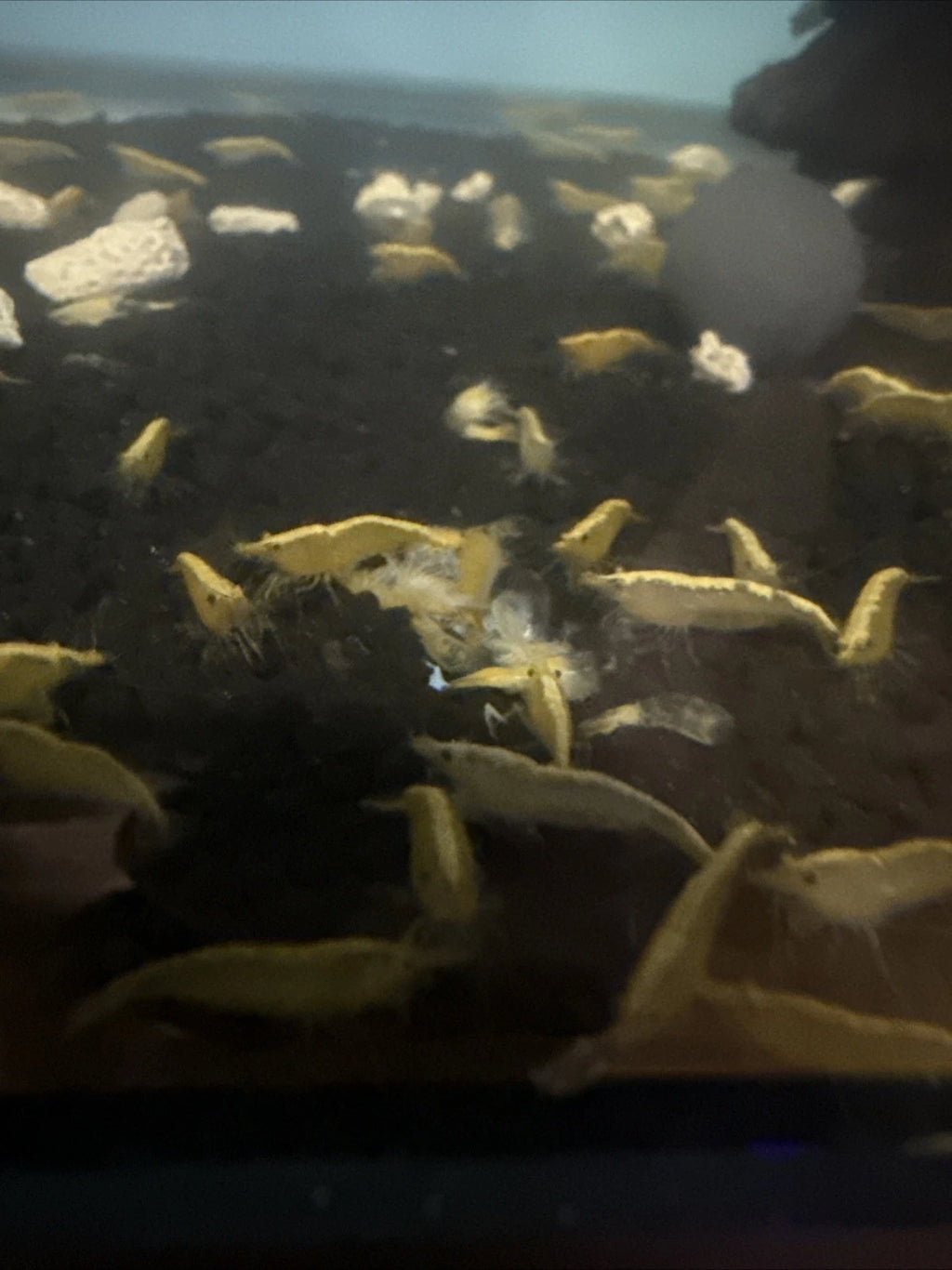 Yellow Goldenback Shrimp