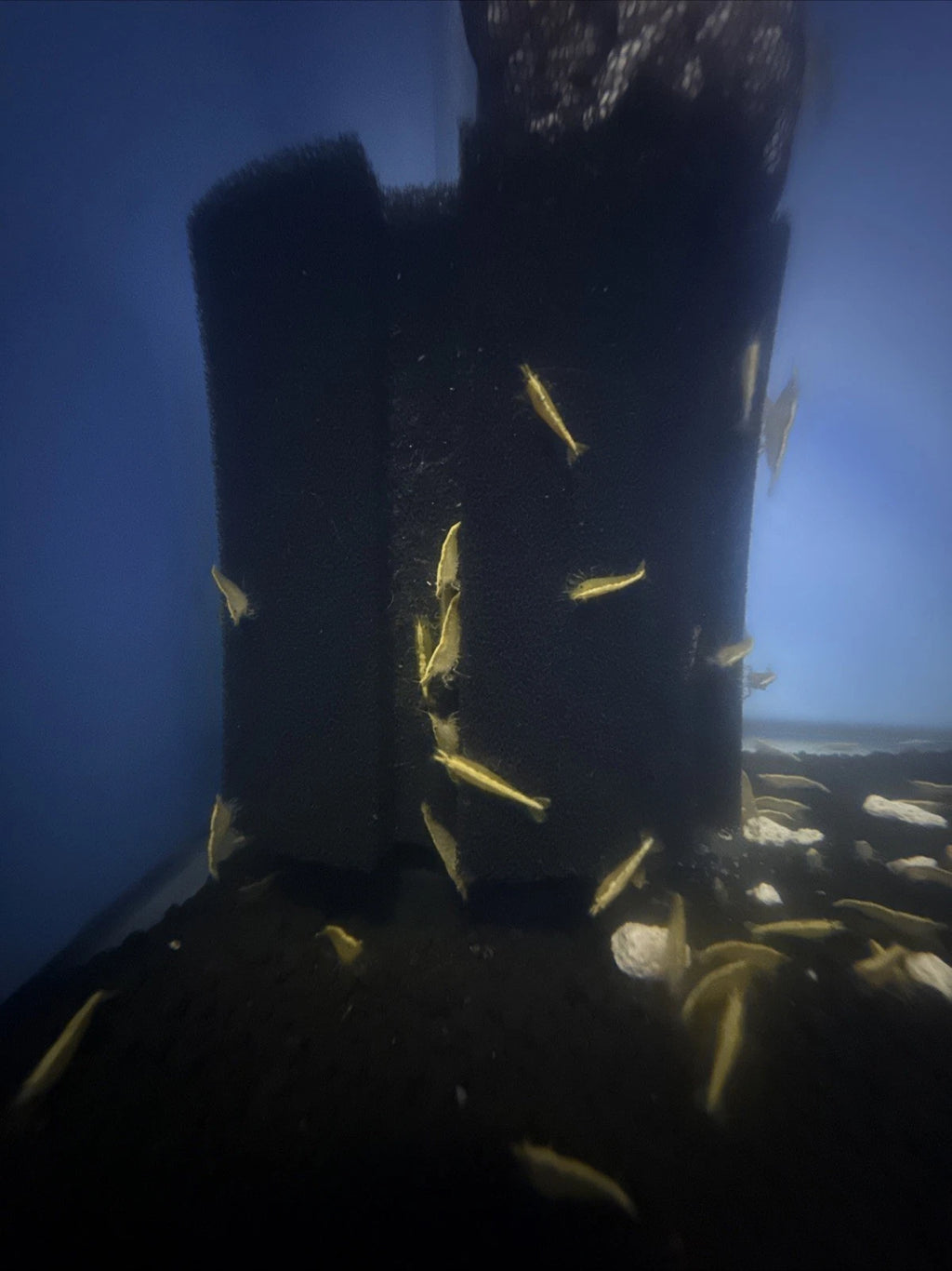 Yellow Goldenback Shrimp