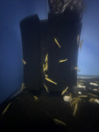 Yellow Goldenback Shrimp