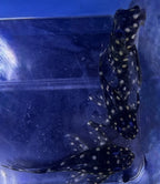 L201 Snowball Pleco