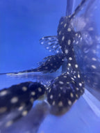 L201 Snowball Pleco
