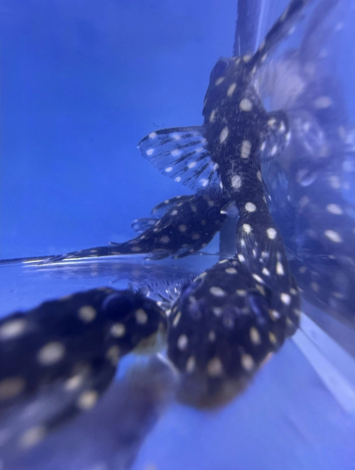 L201 Snowball Pleco