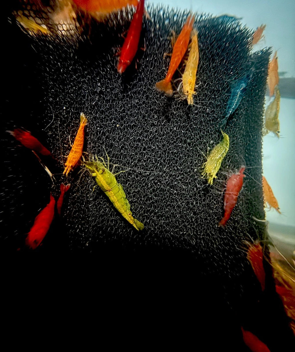 Rainbow Skittles Shrimp