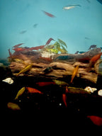 Rainbow Skittles Shrimp