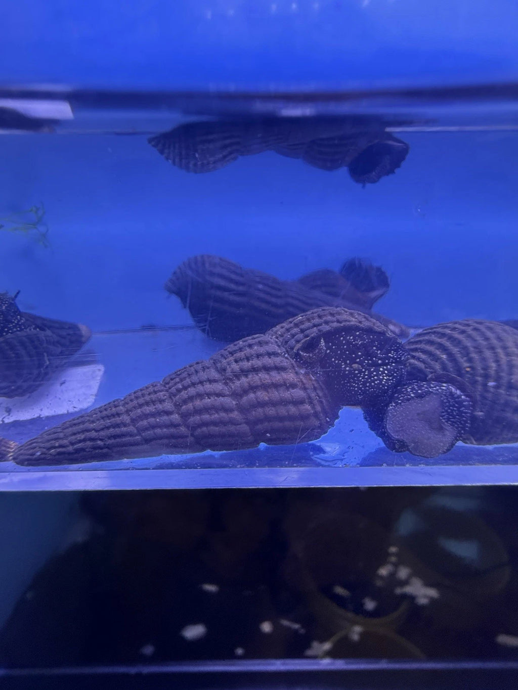 White Spotted Rabbit Snail