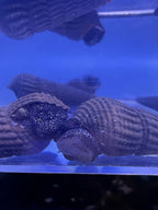 White Spotted Rabbit Snail